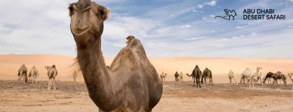 Abu Dhabi Desert Safari