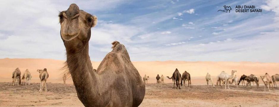 Fossil dunes in Abu Dhabi vs Desert Safari guide